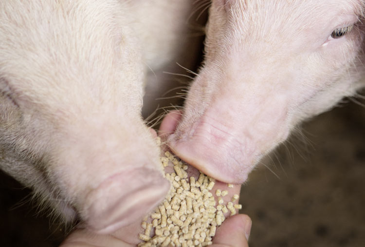 Bessere Schweinefütterung: Die Zugabe der organischen Säure Amasil® verringert den pH-Wert im Futter und schafft so eine ungünstige Umgebung für schädliche Bakterien. (Foto)