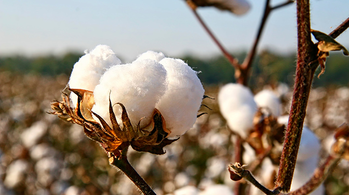 e3®-Sustainability-Cotton-Programm – Lückenlose Rückverfolgung von Baumwolle in der textilen Wertschöpfungskette (Foto)