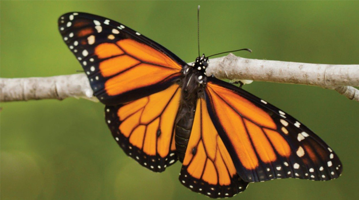 Monarchfalter auf einem Ast (Foto)