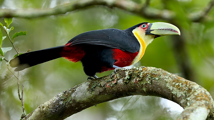 Biodiversity reserve in Brazil - a bird (photo)